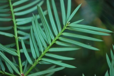 Torreya californica- toreja kalifornská - větévky rub